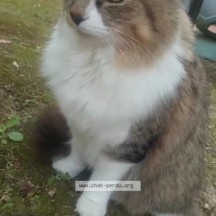 Photo of a cat found in Lyon
