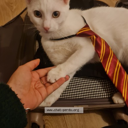 Photo of a cat found in Dax