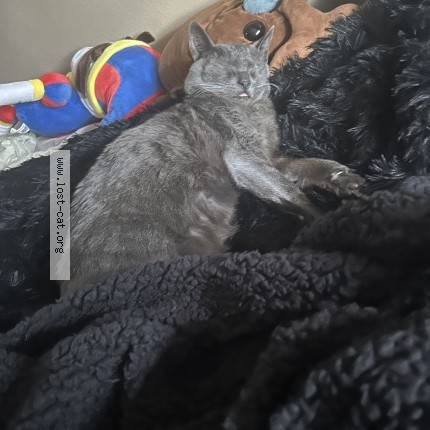 Photo 1/1 Genji Cat lost in Lake Stevens