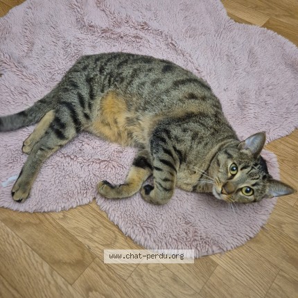 Photo of a cat found in Meaux
