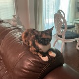 keisy