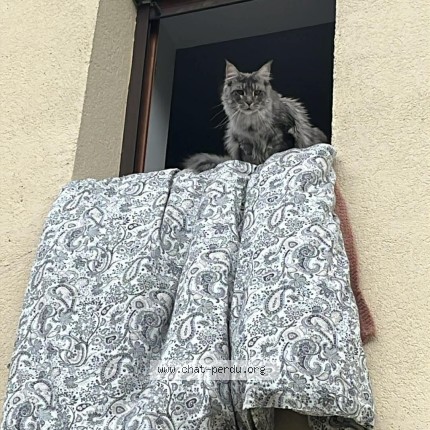 Photo of a cat found in Brottes Les Luxeuils