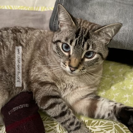Photo of a cat found in Tarbes