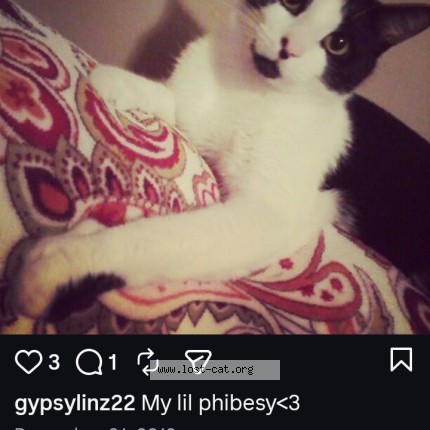 Photo 1/1 Dr. Phibes Cat lost in Louisville