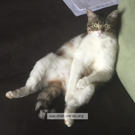 Photo of a cat found in Alby Sur Cheran
