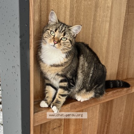 Photo of a cat found in Chapeiry