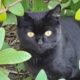 kuro
