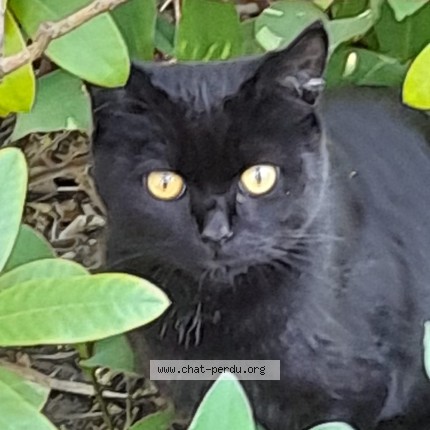 Foto 1/1 Kat teruggevonden Vermist in Brussels