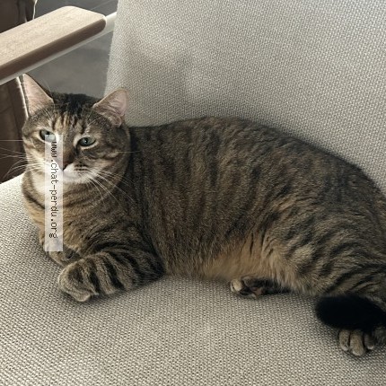 Photo of a cat found in Marseille