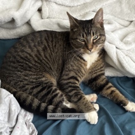Photo 1/1 olive Cat lost in Reedsburg