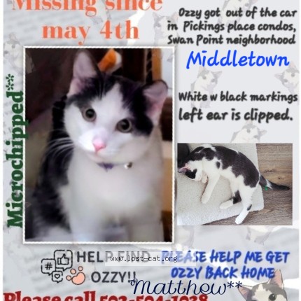 Photo 1/1 ozzy Cat lost in Middletown