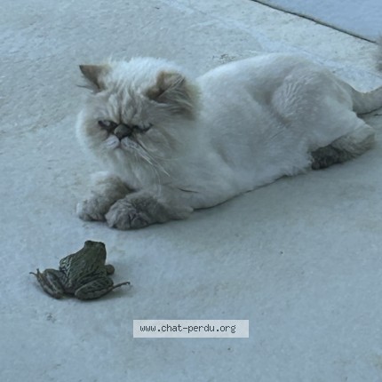 Photo 1/1 mia Cat lost in Trois Rivieres