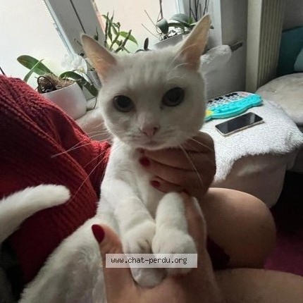 Foto 1/2 Kat teruggevonden Vermist in Saint Josse