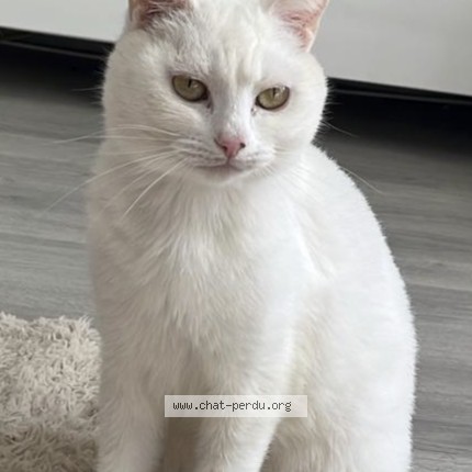 Foto 2/2 Kat teruggevonden Vermist in Saint Josse