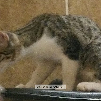 Photo of a cat found in Belleme