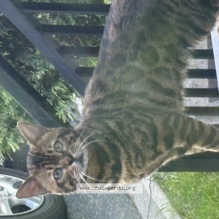 Picture of cat found at Laval