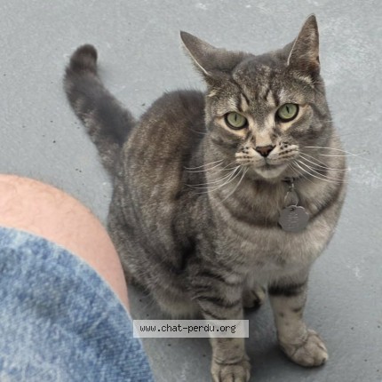 Photo 1/1 Reunited cat Lost in Montreal