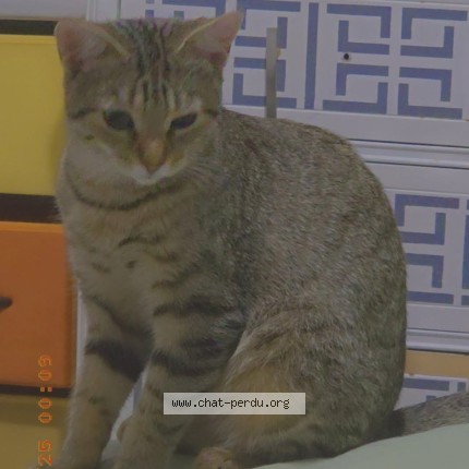 Picture of cat lost at St Hubert