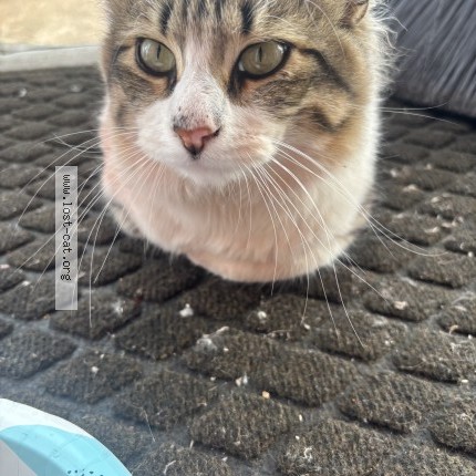 Photo 1/1 Found cat Found in Evans
