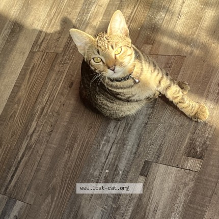 Photo 1/1 luna Cat lost in Fort Worth