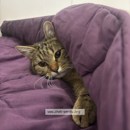 Photo of a cat found in Nozay