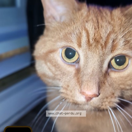 Picture of cat lost at Quebec