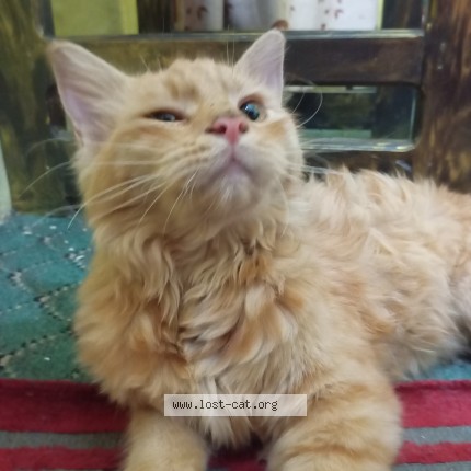Picture of cat found at University Campus