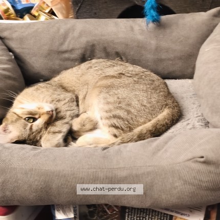Photo of a cat found in Chatellerault