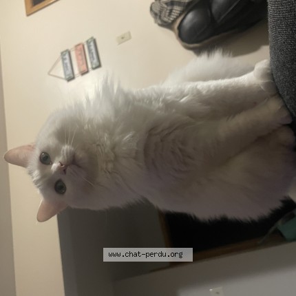 Picture of cat lost at St Lambert