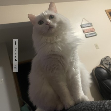 Photo 1/1 luna Cat lost in St Lambert