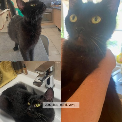 Photo of a cat found in Cambrai
