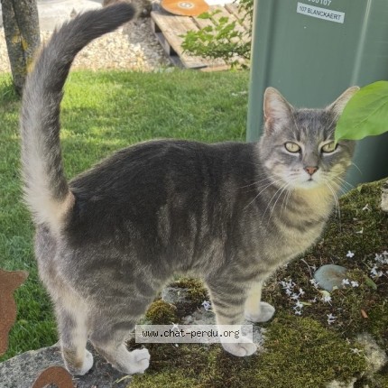 Photo of a cat found in Boudry