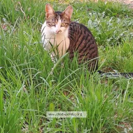 Photo of a cat found in Vandoeuvre Les Nancy