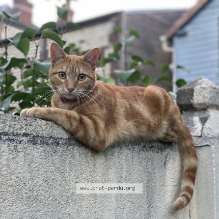 Photo of a cat found in Sotteville Les Rouen