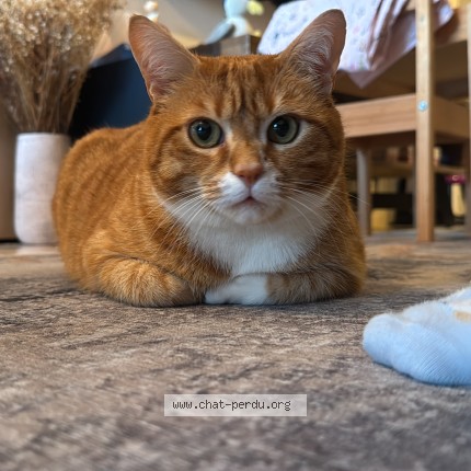 Photo of a cat found in Amiens