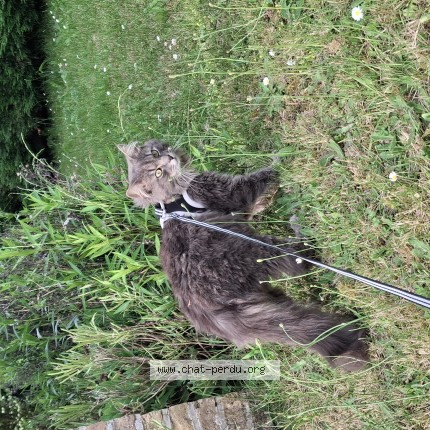 Foto van vermiste kat in Nivelles
