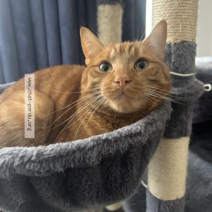 Foto 1/1 Kat teruggevonden Vermist in Etterbeek