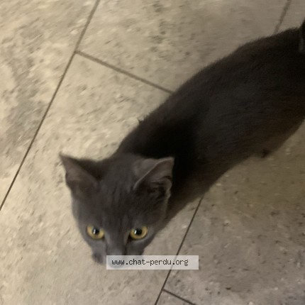 Foto 1/1 Kat gevonden Gevonden in Anderlecht