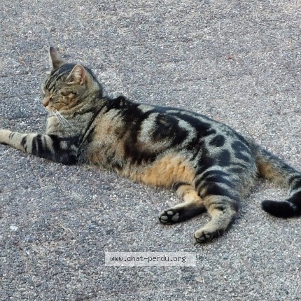 Photo of a cat found in Cortaillod