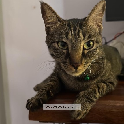 Photo 1/1 Luna Cat lost in Dwarka Delhi