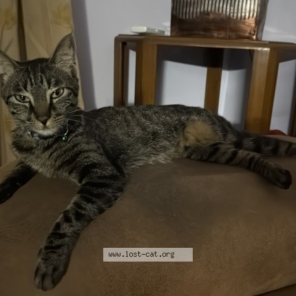 Photo 2/3 Luna Cat lost in Dwarka Delhi