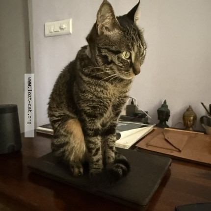 Photo 3/3 Luna Cat lost in Dwarka Delhi