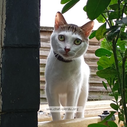 Photo of a cat found in Laval