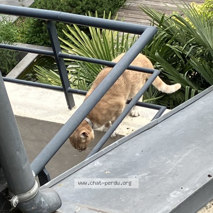 Photo of a cat found in Charenton Le Pont