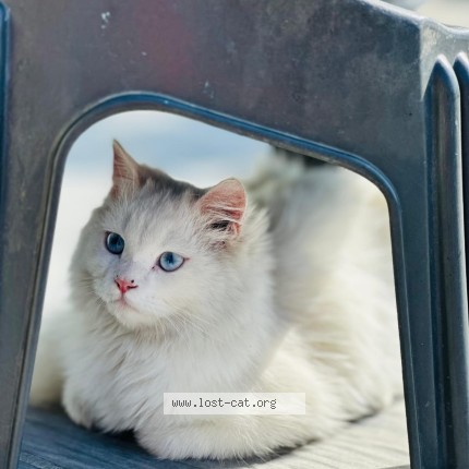 Picture of cat lost at Gujranwala