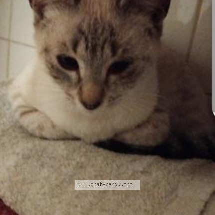 Photo of a cat found in Perpignan