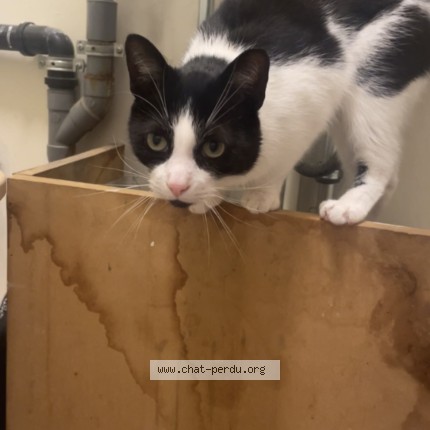 Foto 1/1 vendredi Kat vermist in Saint Josse