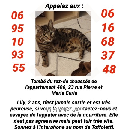 Photo of a cat found in Bagnolet
