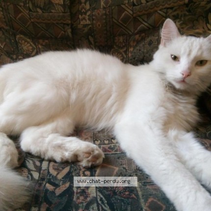 Foto van vermiste kat in Uccle