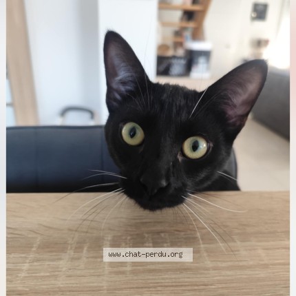 Photo of a cat found in Asserac
